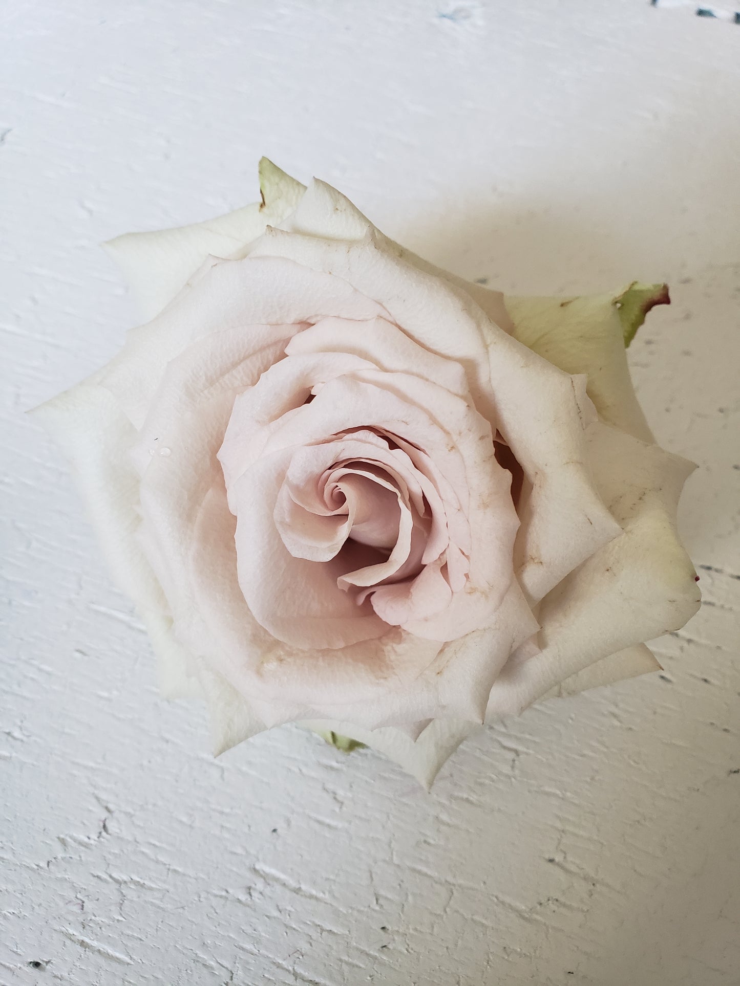 Blush & Cream Rose Collection